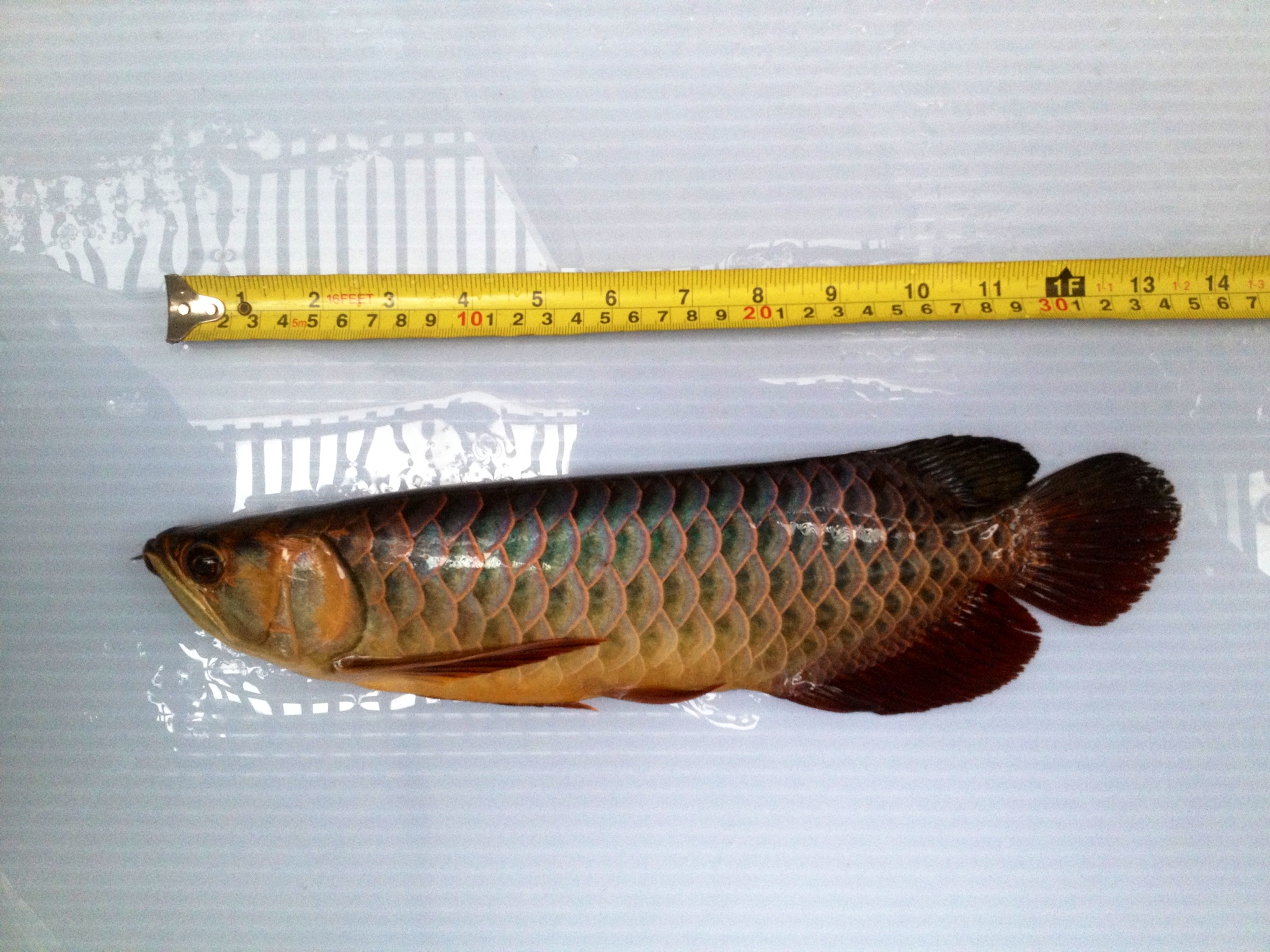 Blue Base Cross Back Golden Arowana 48x1536 Wallpaper Teahub Io Blue Base Cross Back Golden Arowana 48x1536 Wallpaper Teahub Io
