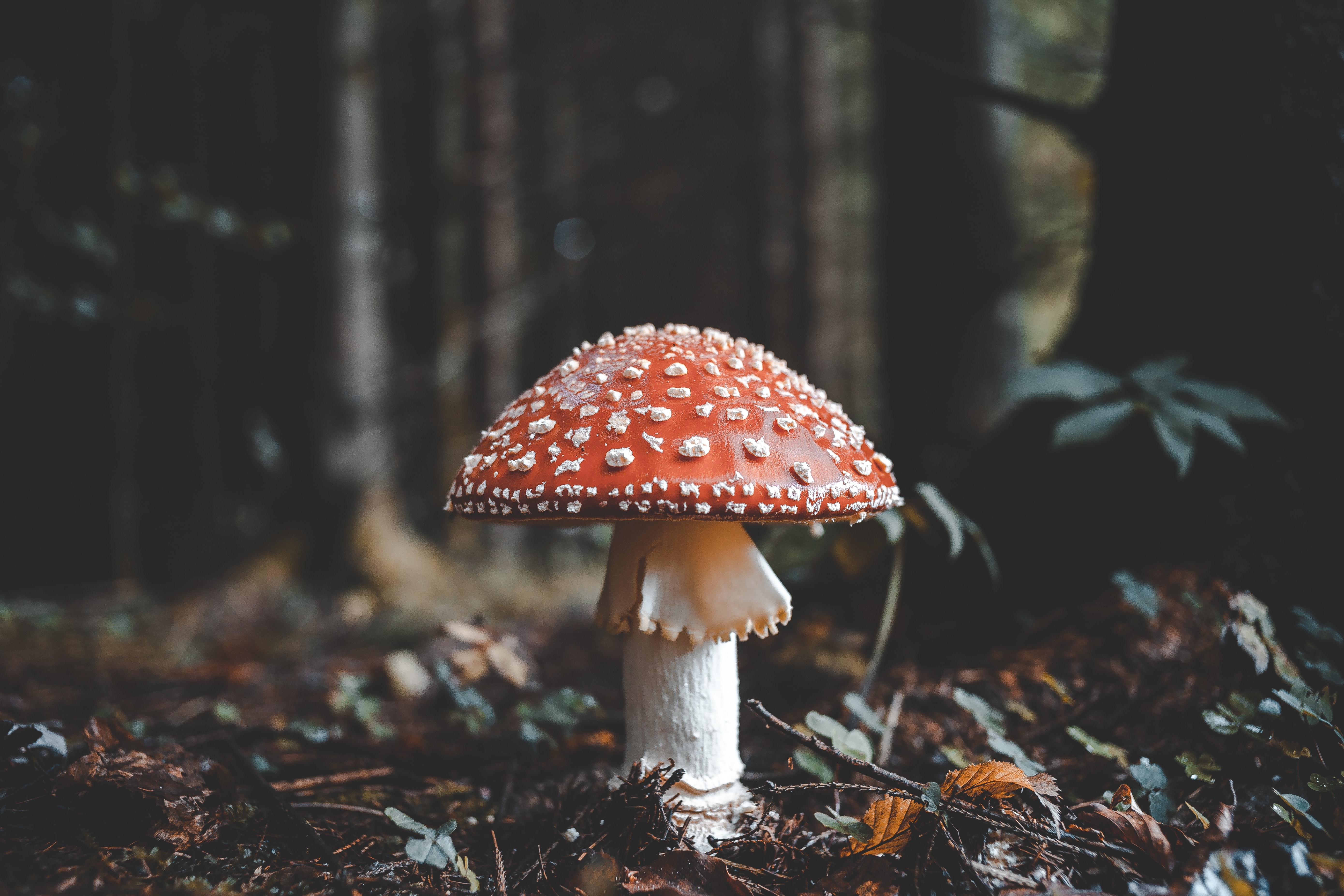 Mushroom Hd - HD Wallpaper 