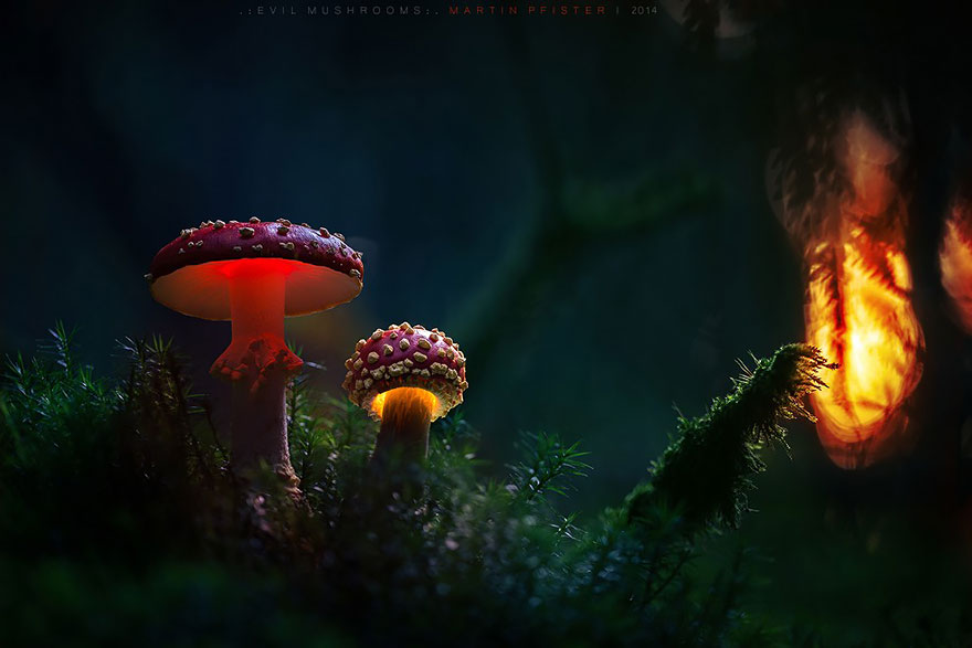 Mushrooms Martin Pfister - Martin Pfister Mushrooms - HD Wallpaper 