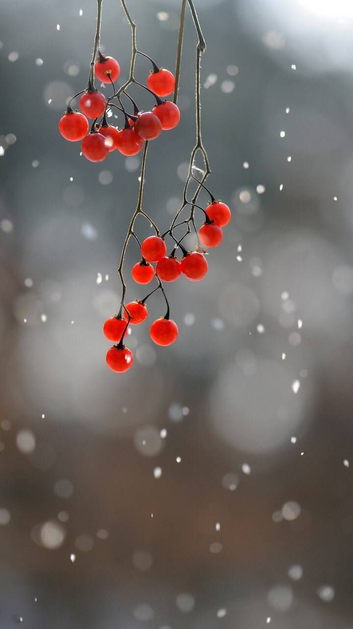 Sfondo Bacche Rosse - HD Wallpaper 