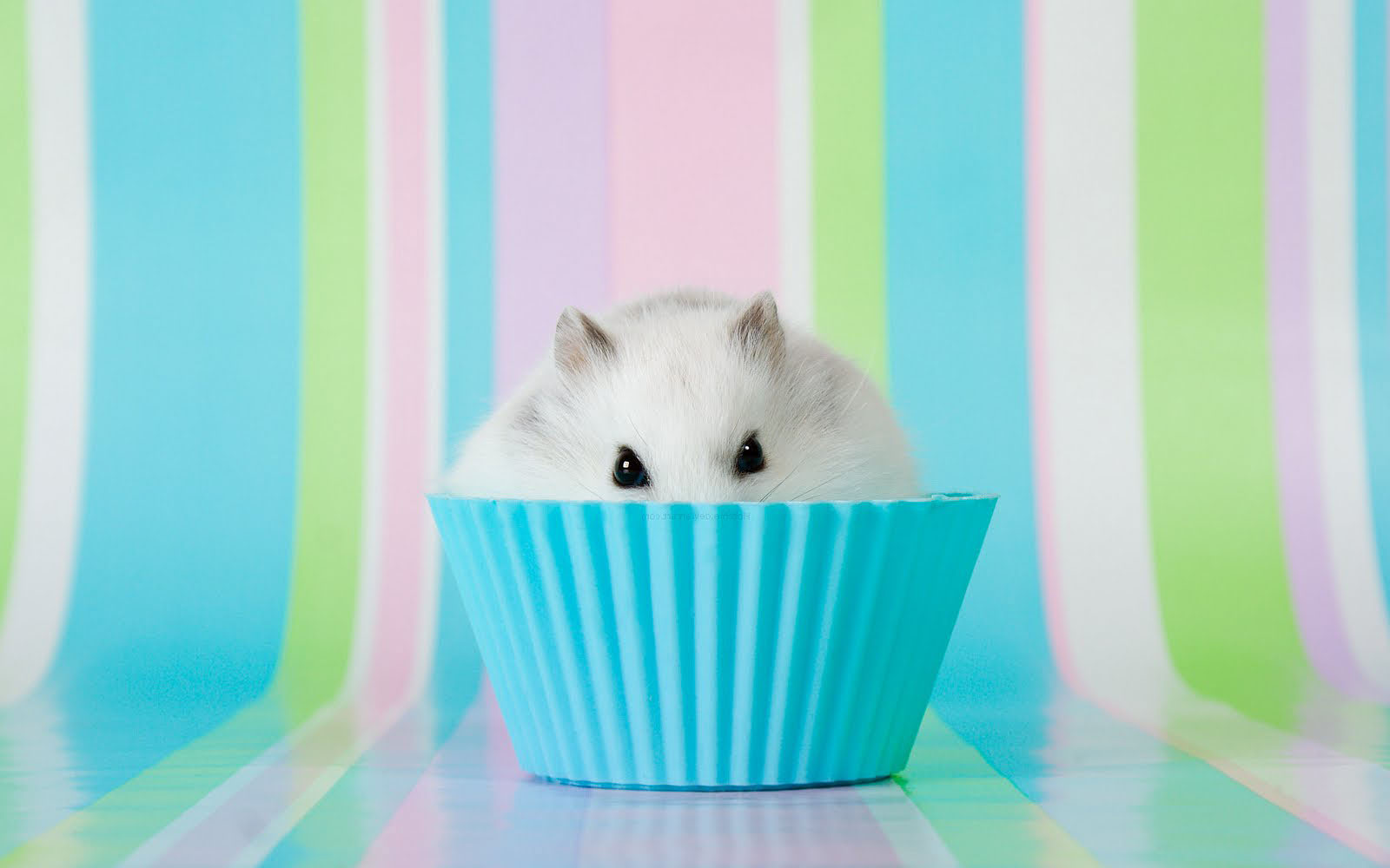 Cupcake, Hamster, And Cute Image - Hamster In Muffin Tin - HD Wallpaper 