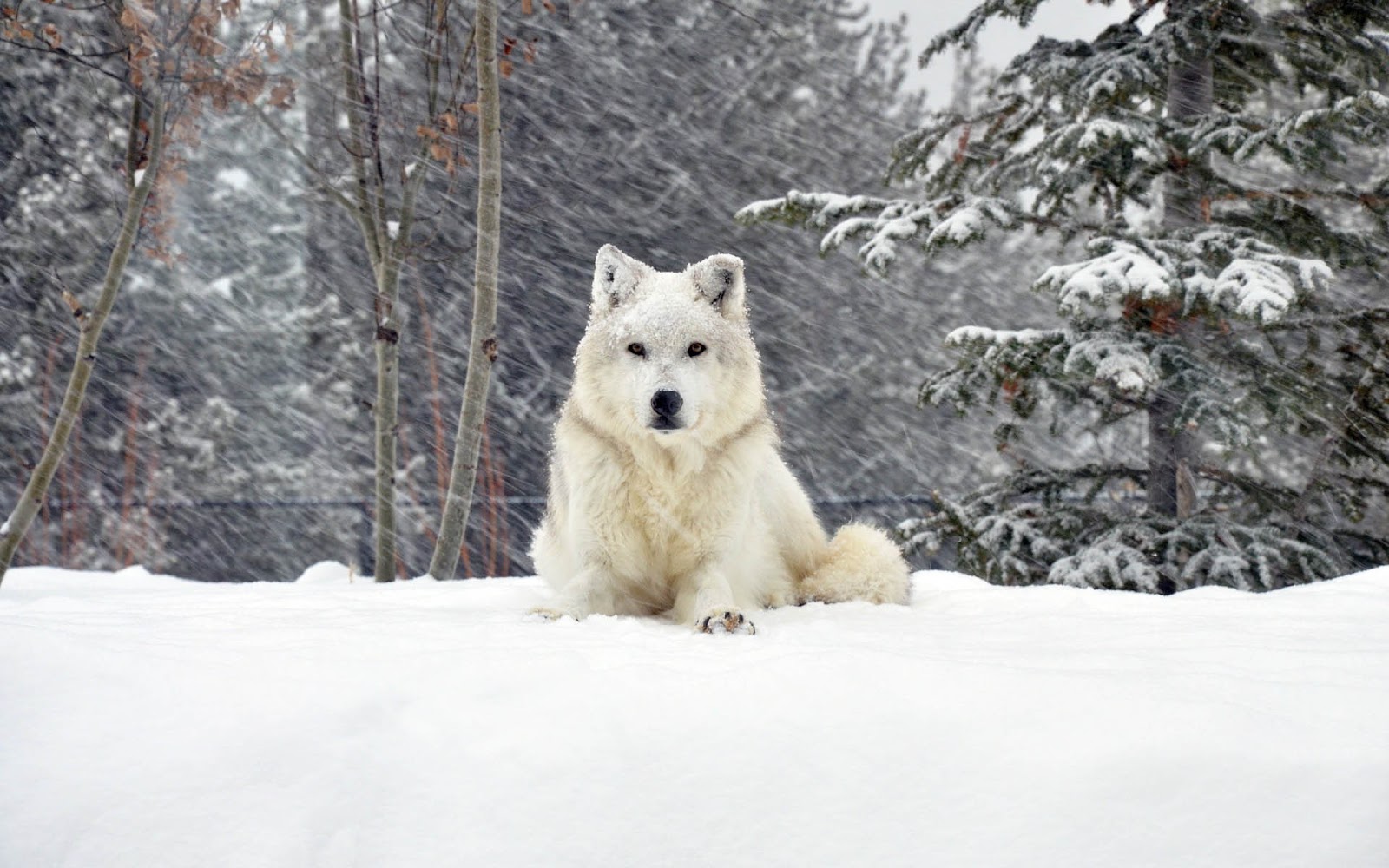 Beautiful Photo Of A White Dog In The Snow - Husky Siberiano Branco - HD Wallpaper 