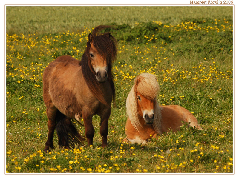Paard, Paarden, Paardenwallpaper, Pony, Pony´s, Ponywallpaper, - Paarden Achtergrond - HD Wallpaper 