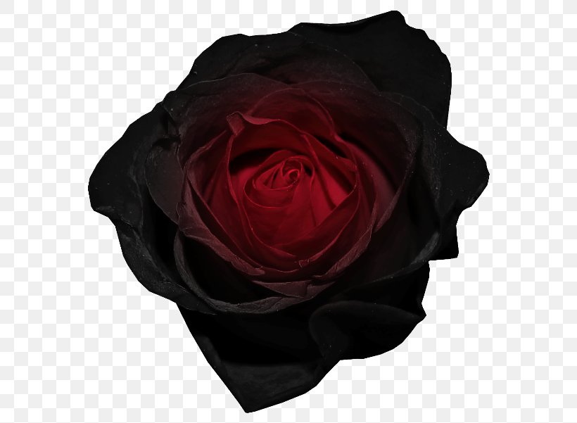 Black Rose Desktop Wallpaper Red Clip Art, Png, 600x601px, - Black Rose Image No Background - HD Wallpaper 
