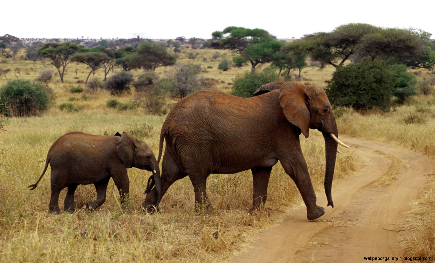 Afrika Wilde Dieren Achtergronden Hd Wallpapers - Wild Animals - HD Wallpaper 