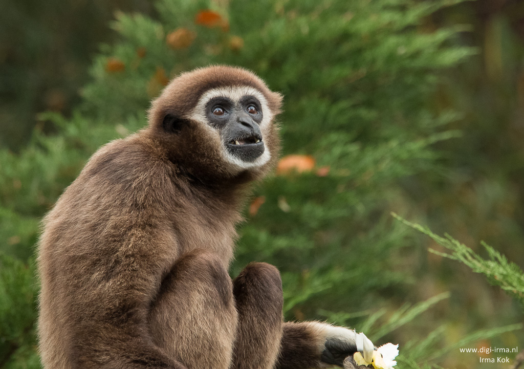 Wallpaper Withandgibbon, Aap - New World Monkey - HD Wallpaper 
