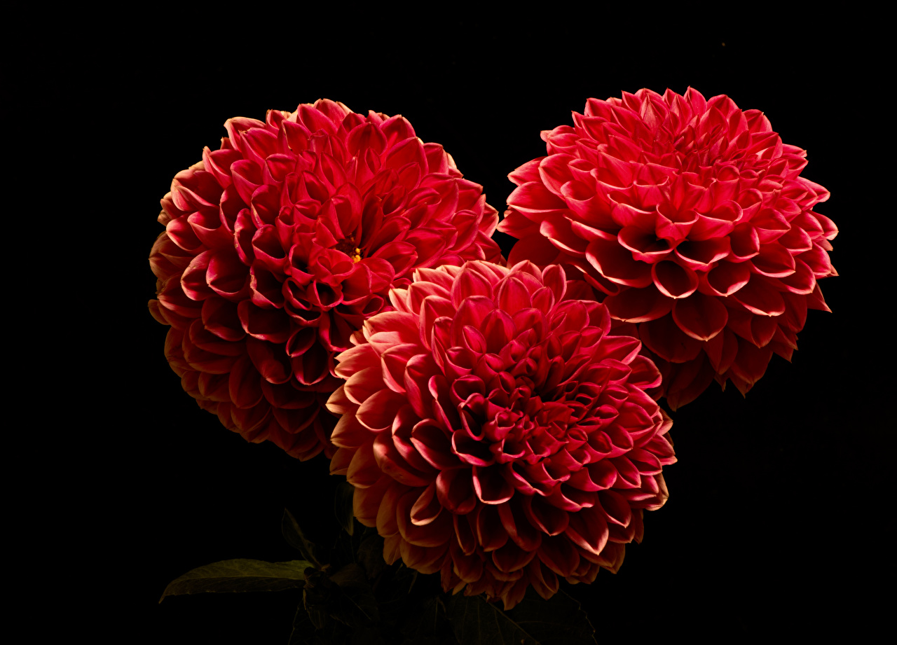 Red Flowers - HD Wallpaper 