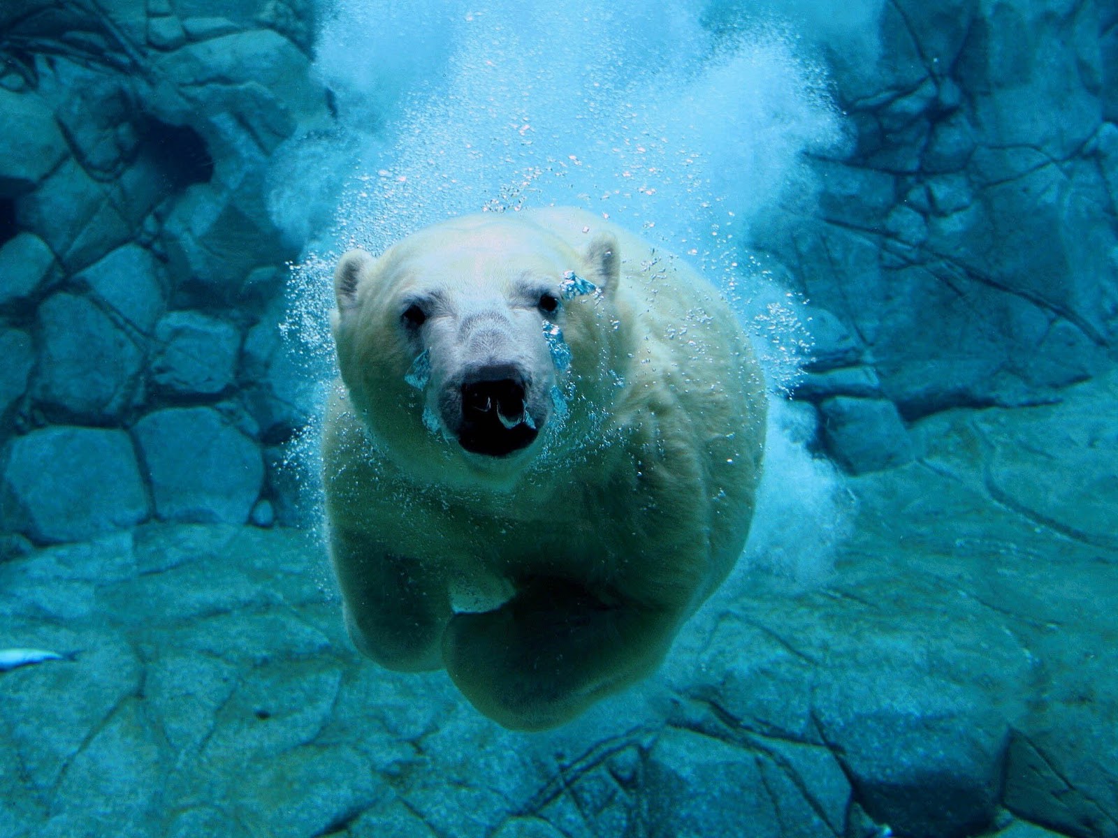 Hd Wallpapers Polar Bear - HD Wallpaper 
