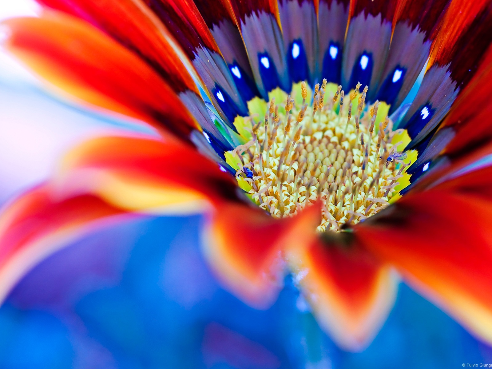 Close Up Of Red Flowers - HD Wallpaper 