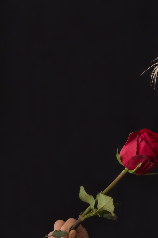 Woman With Red Rose - Krótkie Fryzury 2018 Z Wygolonymi Bokami Damskie - HD Wallpaper 