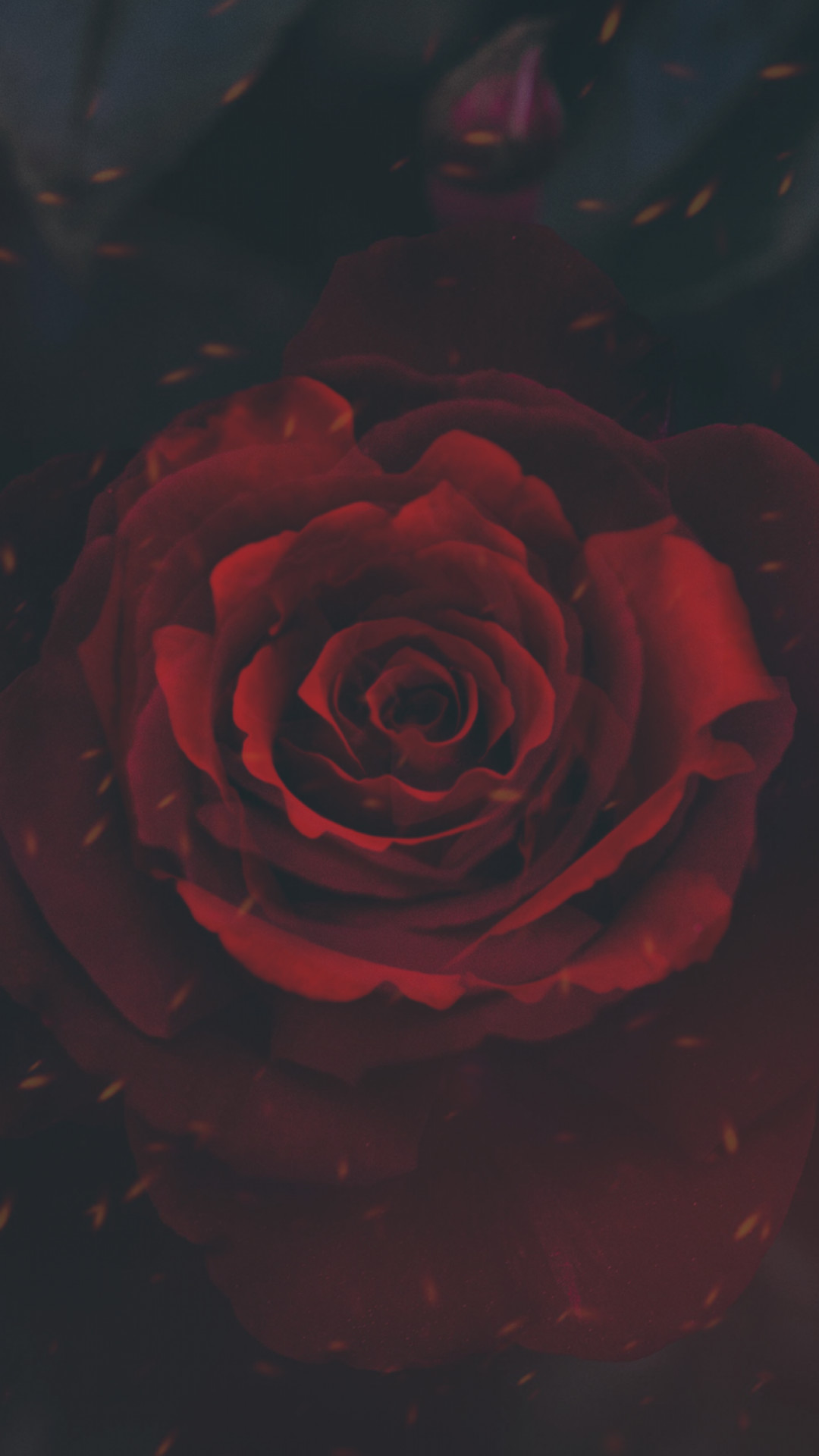 Red Rose, Photo Manipulation 
 Data Src New Red Rose - Red Rose Wallpaper Iphone - HD Wallpaper 