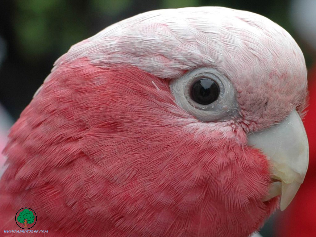 Parrot Wallpapers - Close-up - HD Wallpaper 