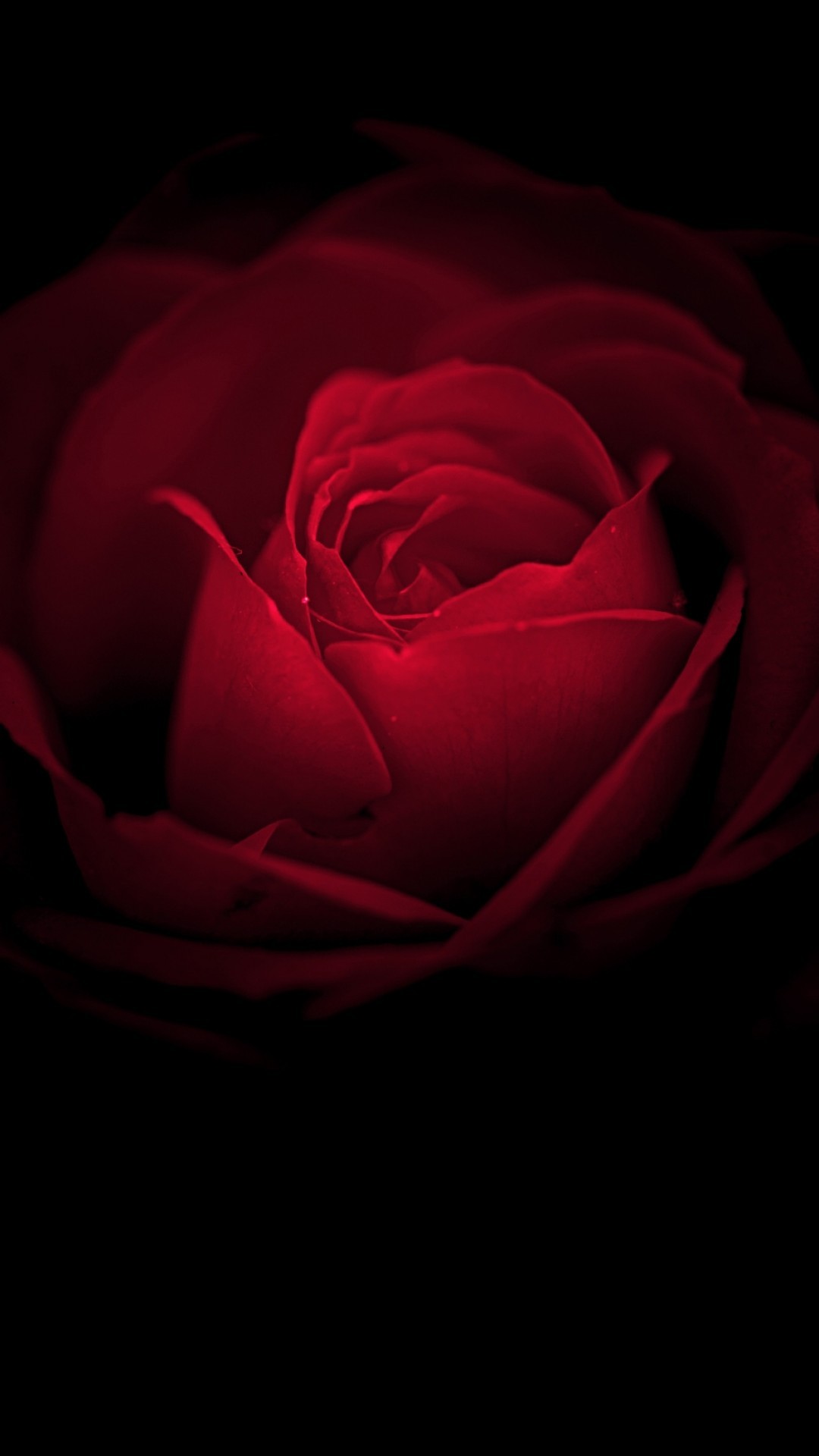 Red Rose, Petals, Artistic - Garden Roses - HD Wallpaper 