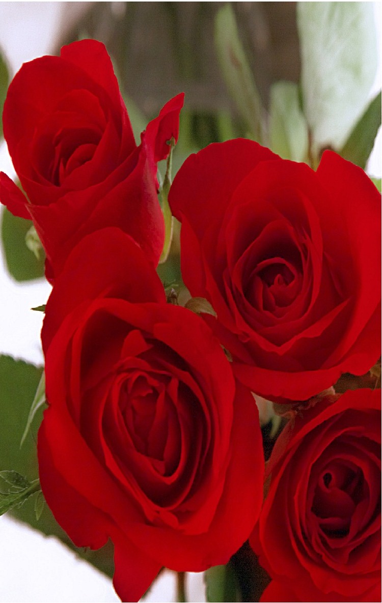 Red Roses - HD Wallpaper 