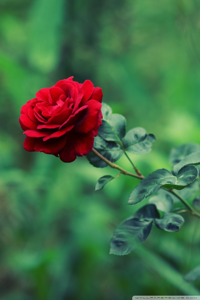 Wallpaper - HD Wallpaper 