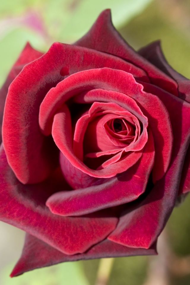 4k Resolution 4k Flowers - HD Wallpaper 