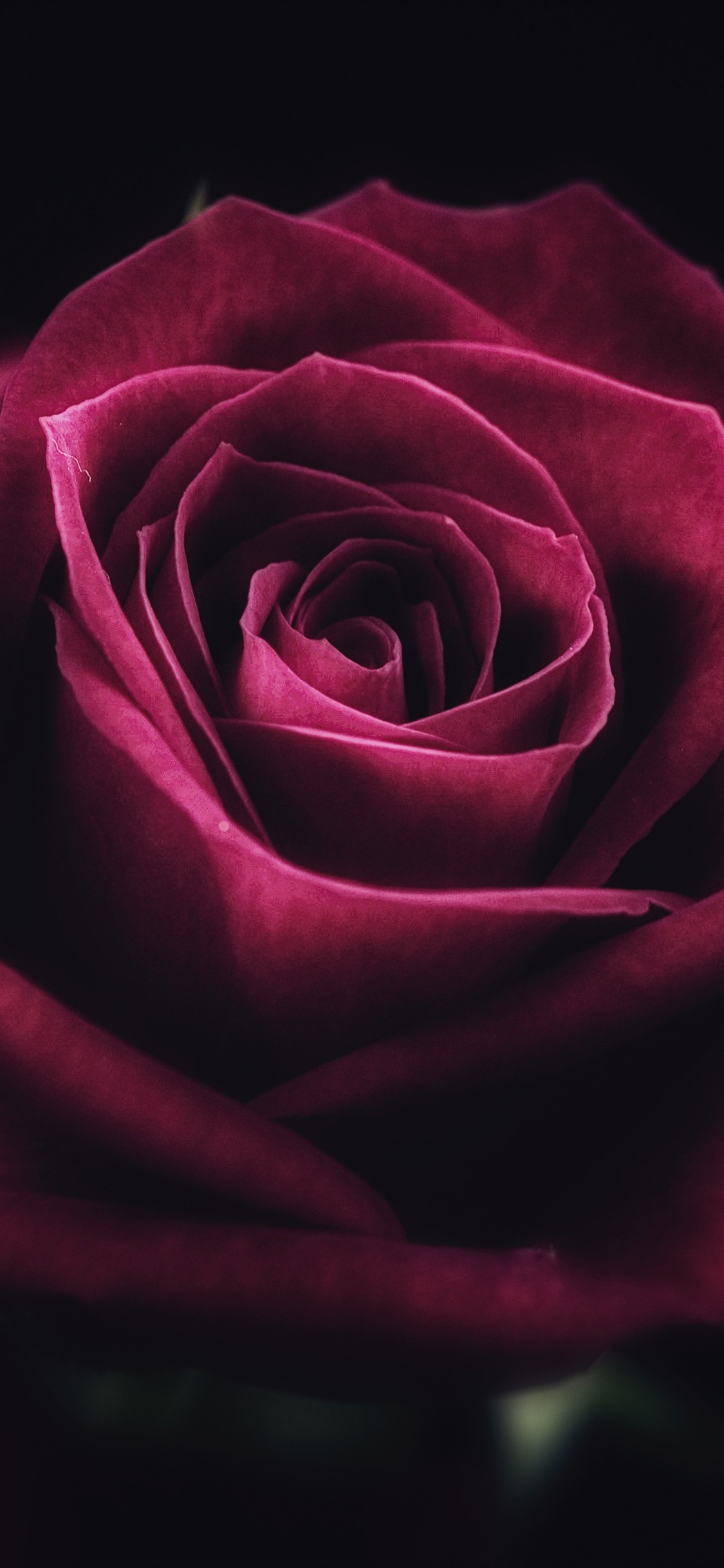 Rose Flower - HD Wallpaper 