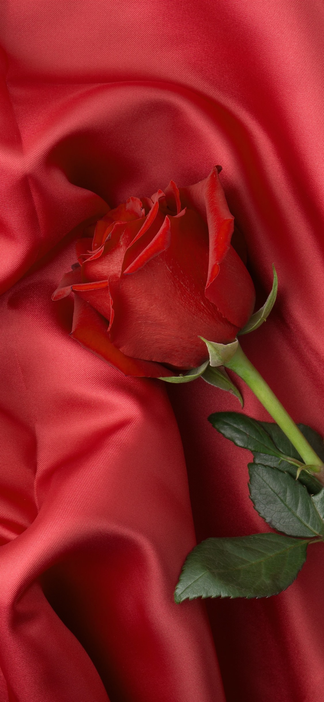 Iphone Wallpaper Fabric, Red Rose - Flowers For My King - HD Wallpaper 