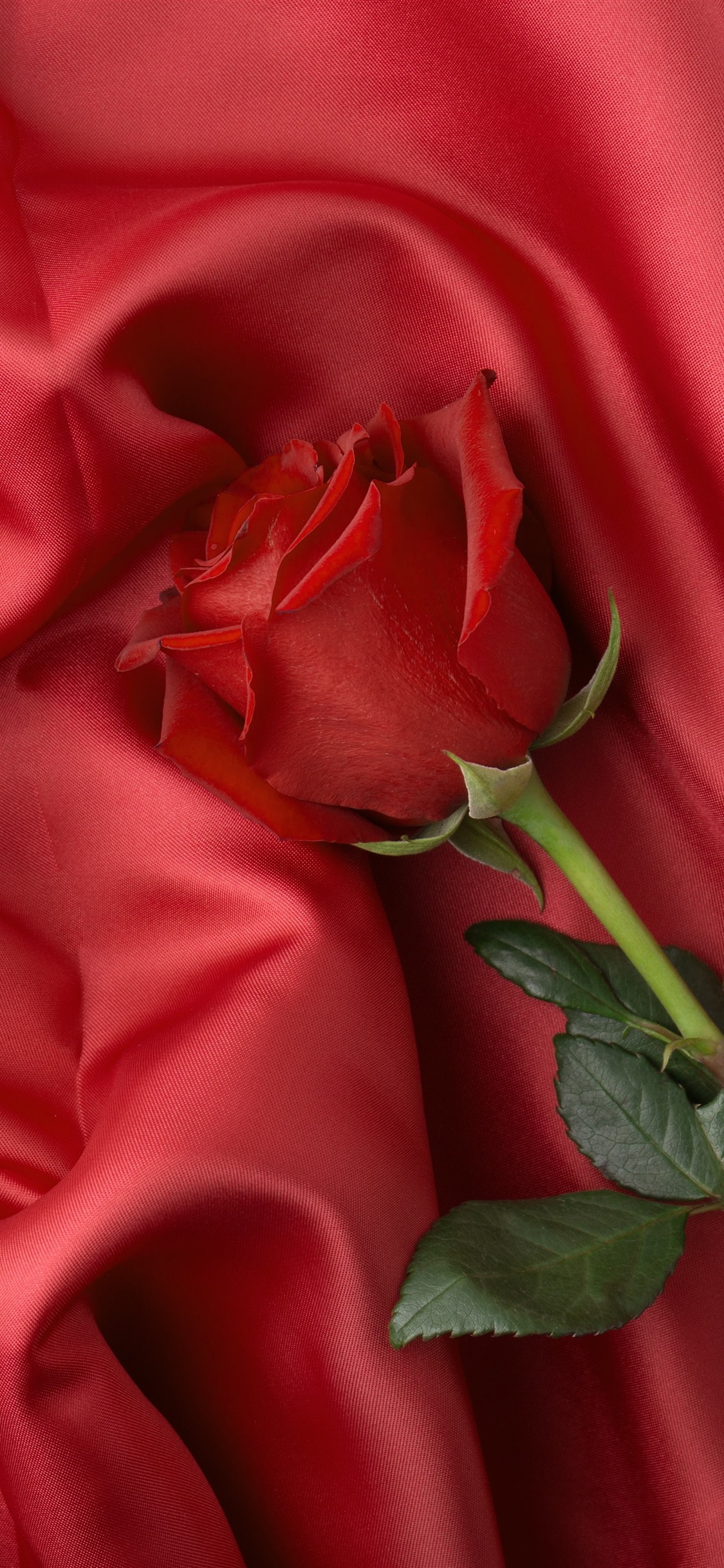 Iphone Wallpaper Fabric Red Rose Flowers For My King