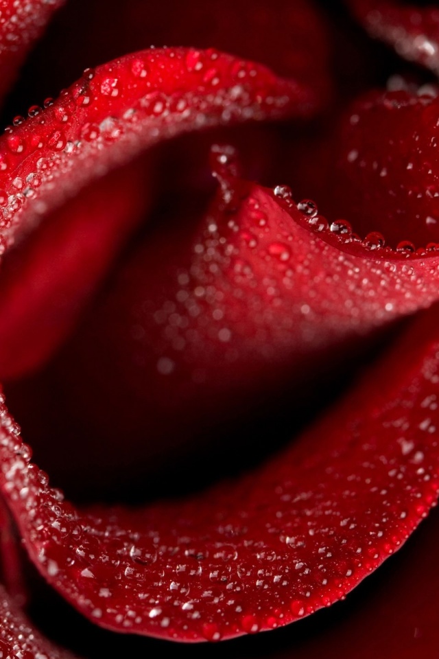 Red Colour Rose Flowers - HD Wallpaper 