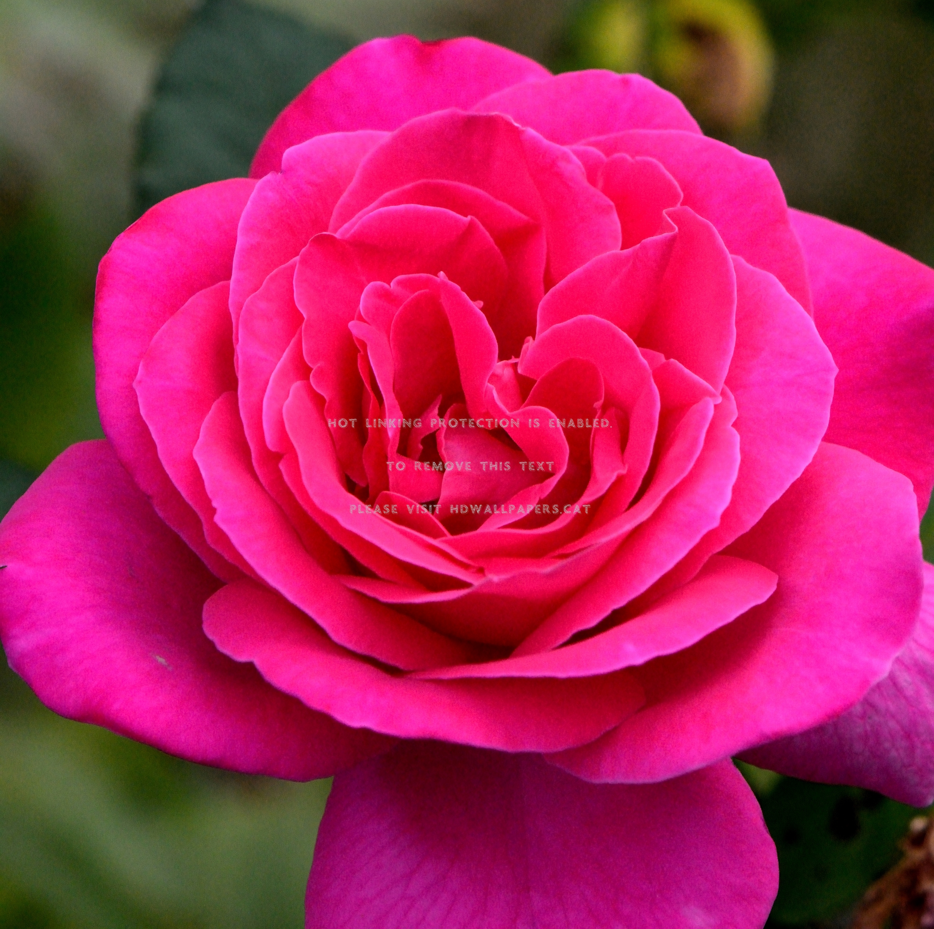 Beautiful Red Rose Macro Nature Flowers - Garden Roses - HD Wallpaper 