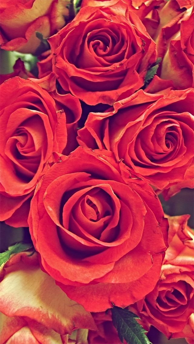 Red Rose Wallpaper Iphone6 - HD Wallpaper 
