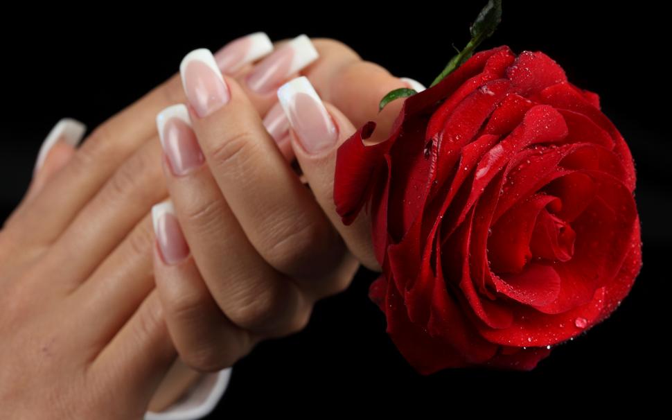 Red Rose Beautiful Beauty Drops Flowers For You Hands - Red Rose Flowers Wallpapers Hd - HD Wallpaper 