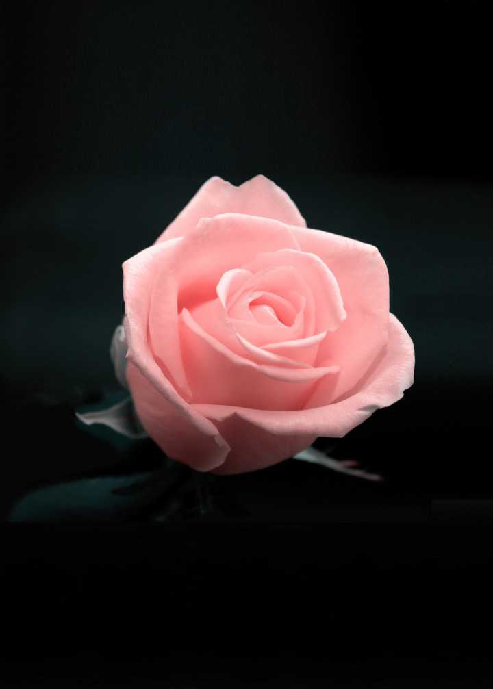 Good Morning Love Yellow Rose - HD Wallpaper 