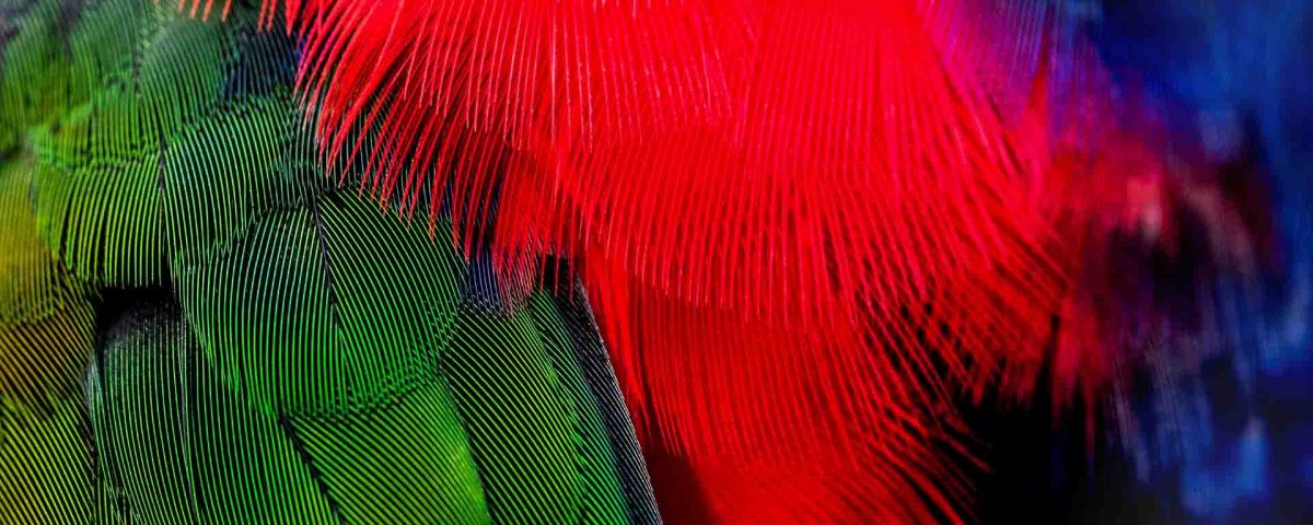 Multicolor Feather Artistic Cut - Green Red - HD Wallpaper 