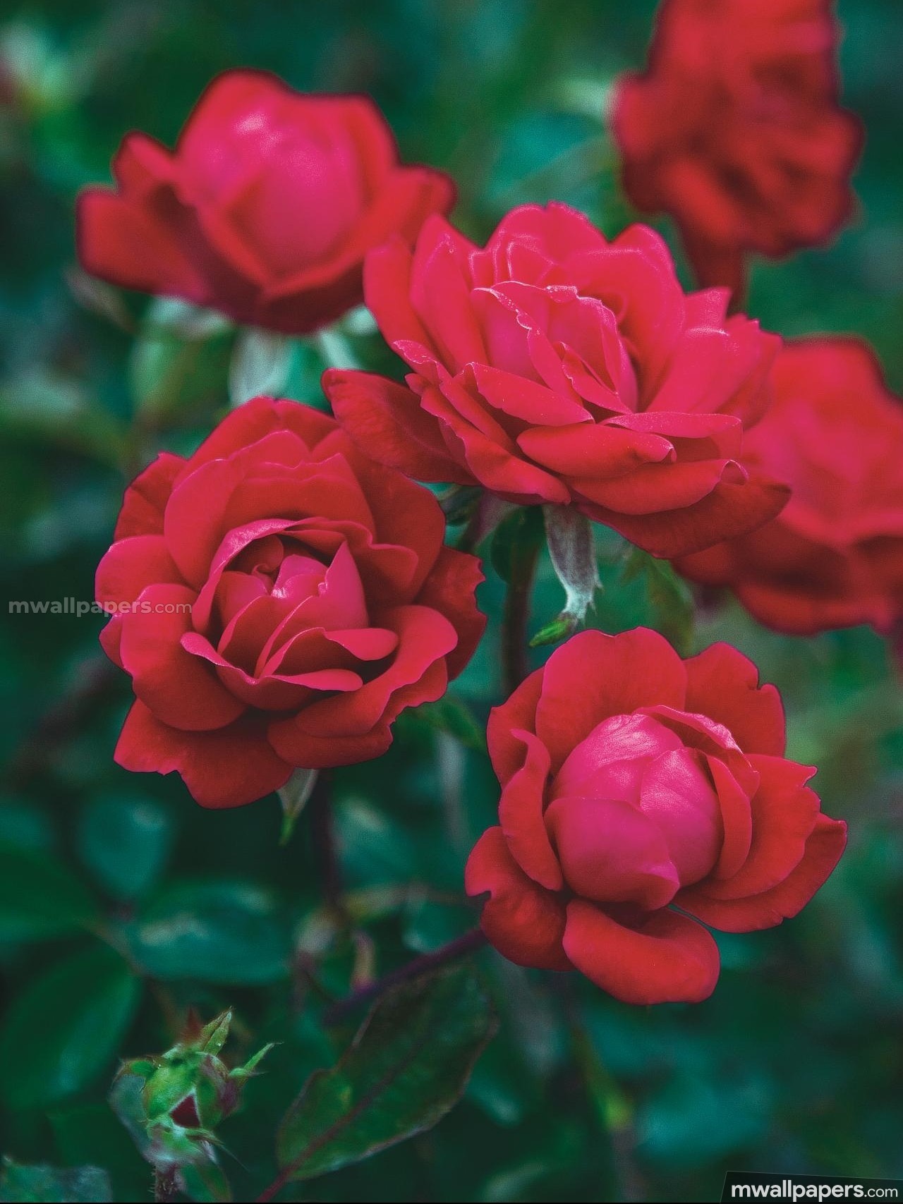 Roses Beautiful Hd Photos (16197) - Beautiful Hd Wallpapers Download For Android - HD Wallpaper 