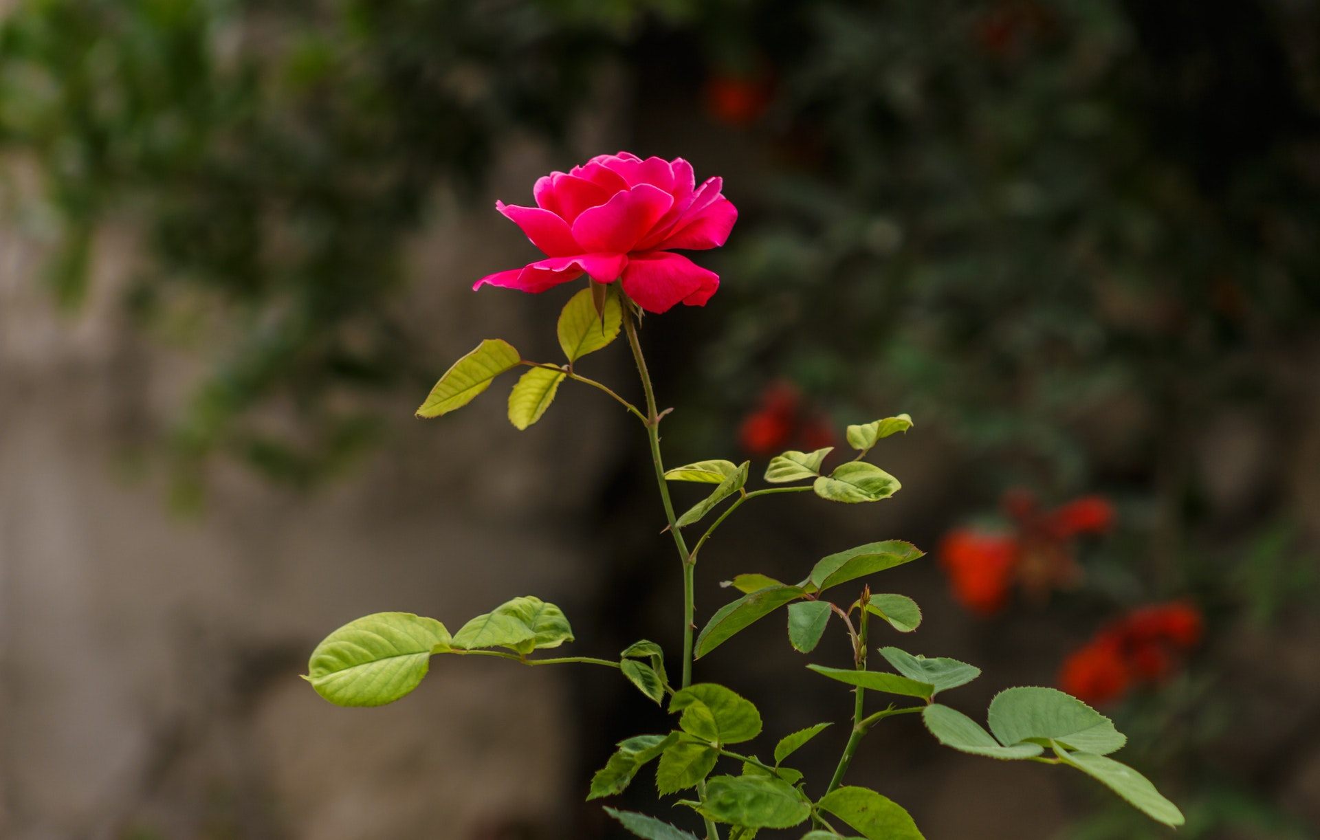 Beautiful Red Rose Plant Hd Image - Rose Plant Images Hd - HD Wallpaper 