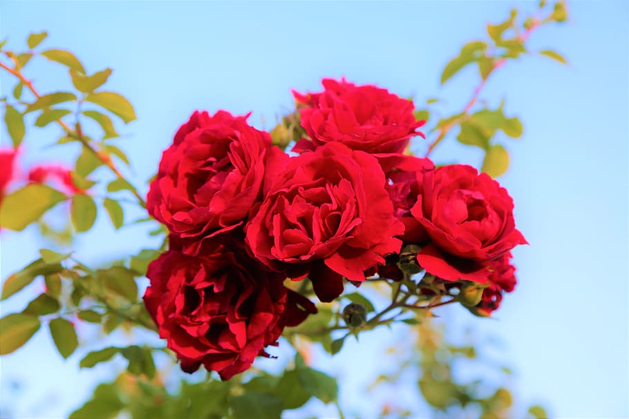 Roses, Red, Nature, Plant, Love, Beautiful, Romantic, - Love Beautiful Images Of Nature - HD Wallpaper 