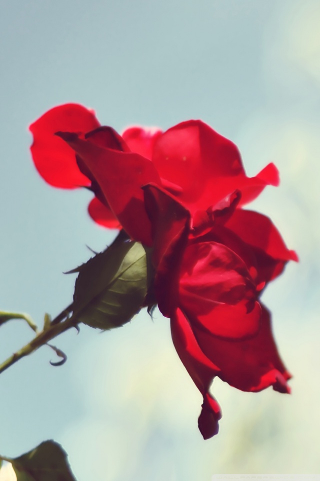Wallpaper - HD Wallpaper 
