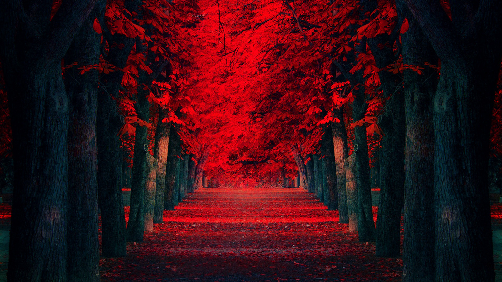 Black And Red Wallpaper Hd Pixelstalk
red Wallpapers - Red And Black Forest - HD Wallpaper 