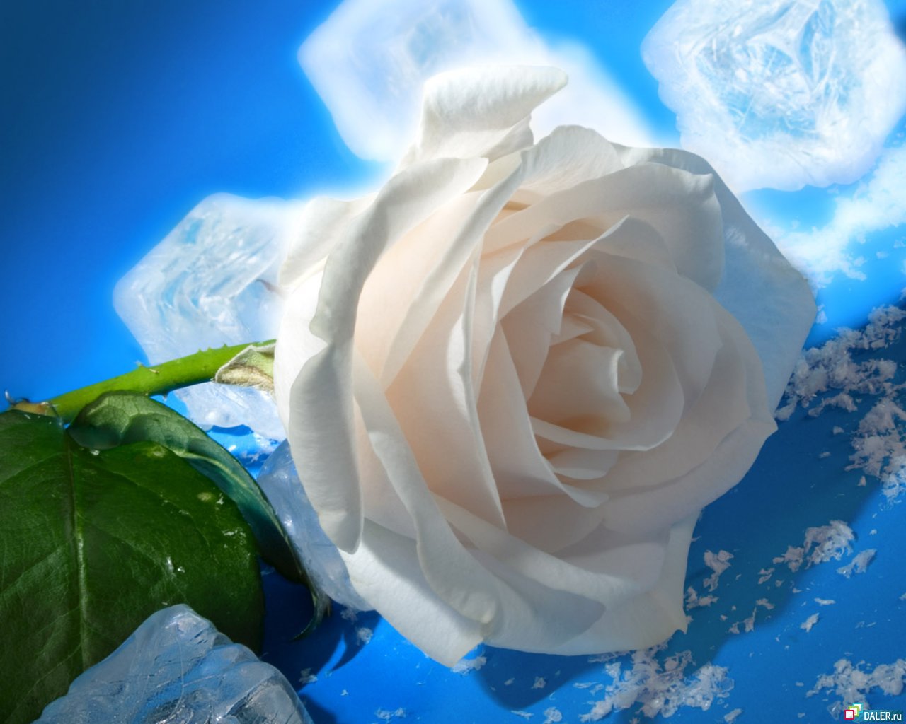 White Rose Images Downloads - HD Wallpaper 