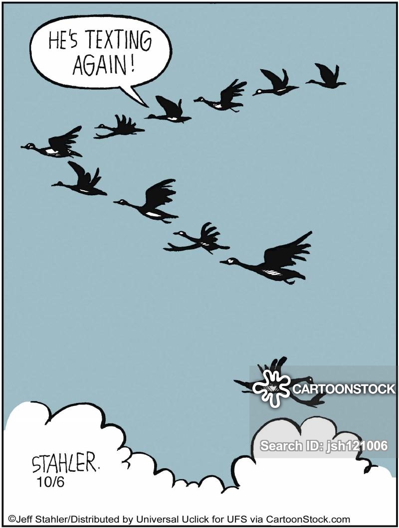 Bird Humor Cartoons - HD Wallpaper 