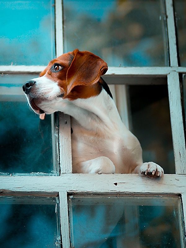 Beagle At Window - HD Wallpaper 