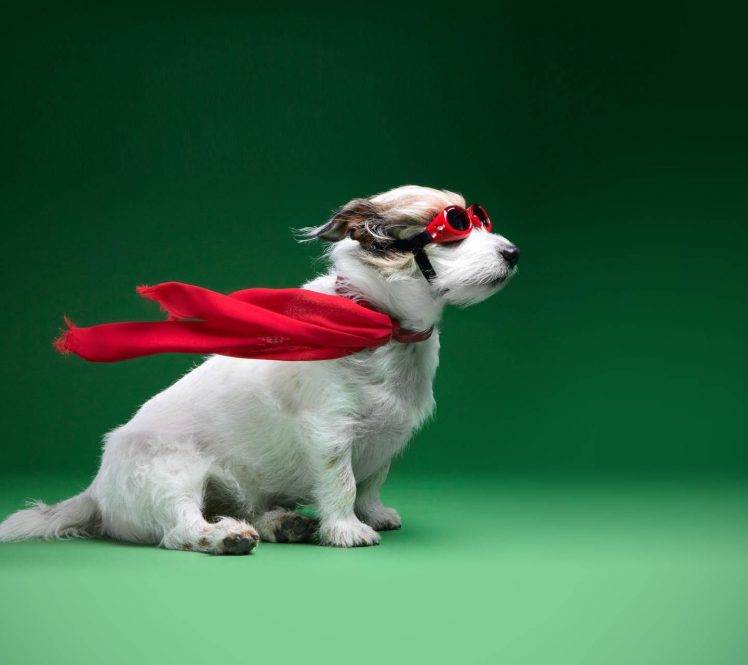 Animal - HD Wallpaper 