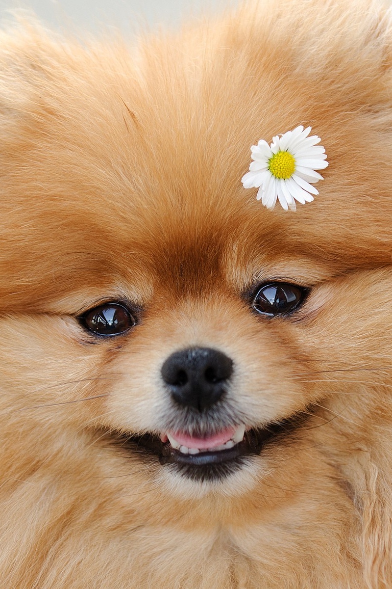 Wallpaper Dog, Flower, Fluffy, Muzzle, Cute - Cute Dog Backgrounds Free - HD Wallpaper 