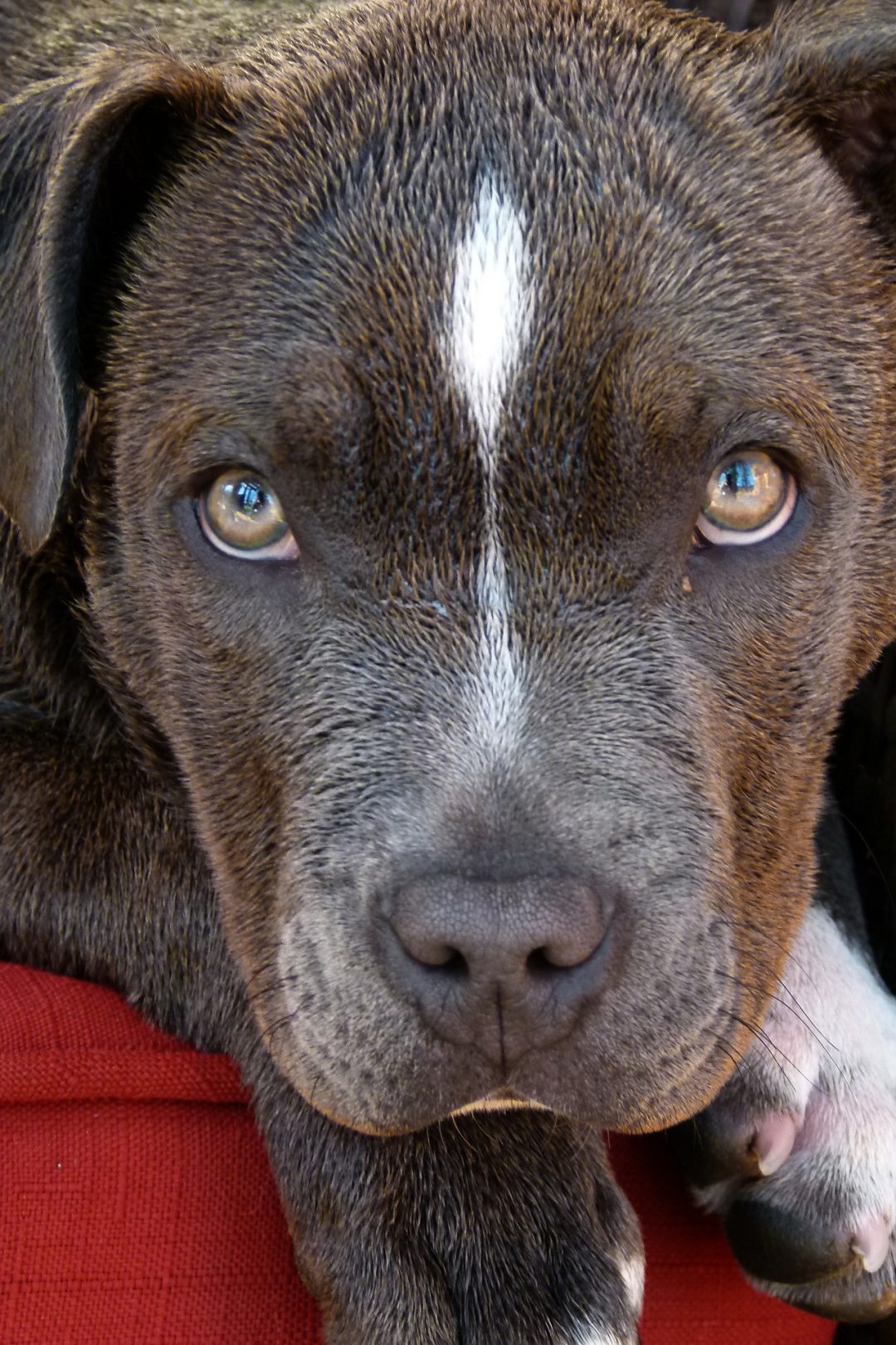 Pitbull Dog Wallpaper For Mobile In 1080p 
width 240 - Colores De Ojos De Perros - HD Wallpaper 