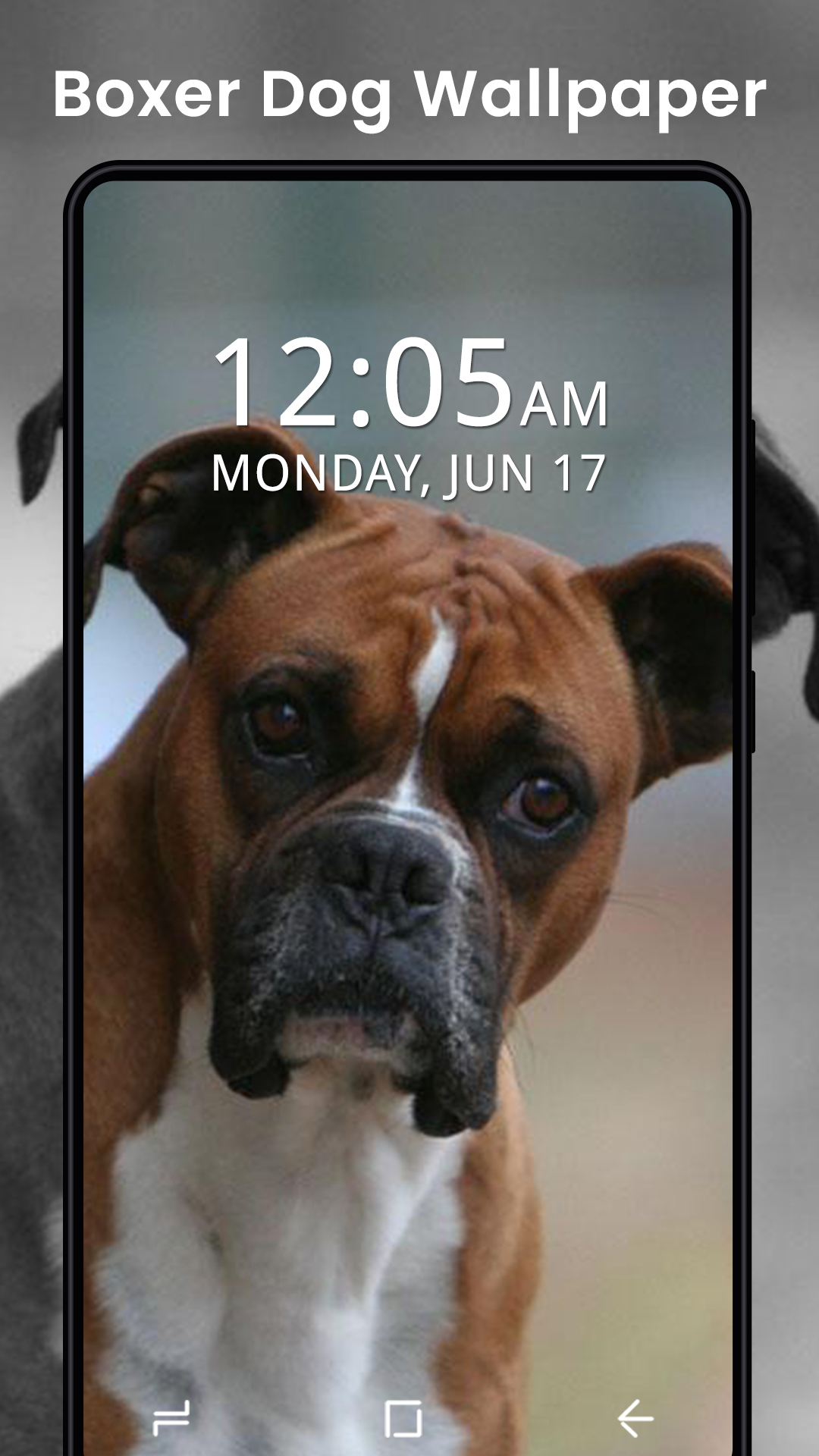 Enfermedades Por Pulga En Perros - HD Wallpaper 