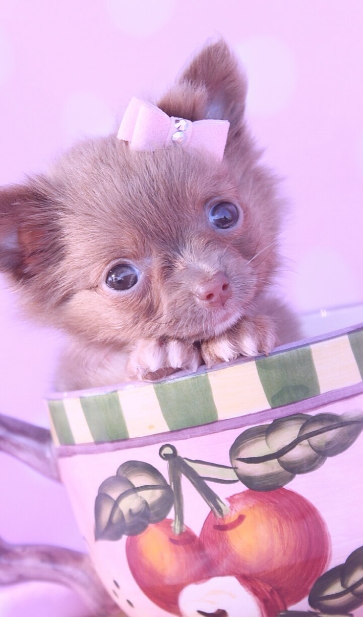 Animals, Chihuahua, And Nature Image Long Haired Teacup Chihuahua