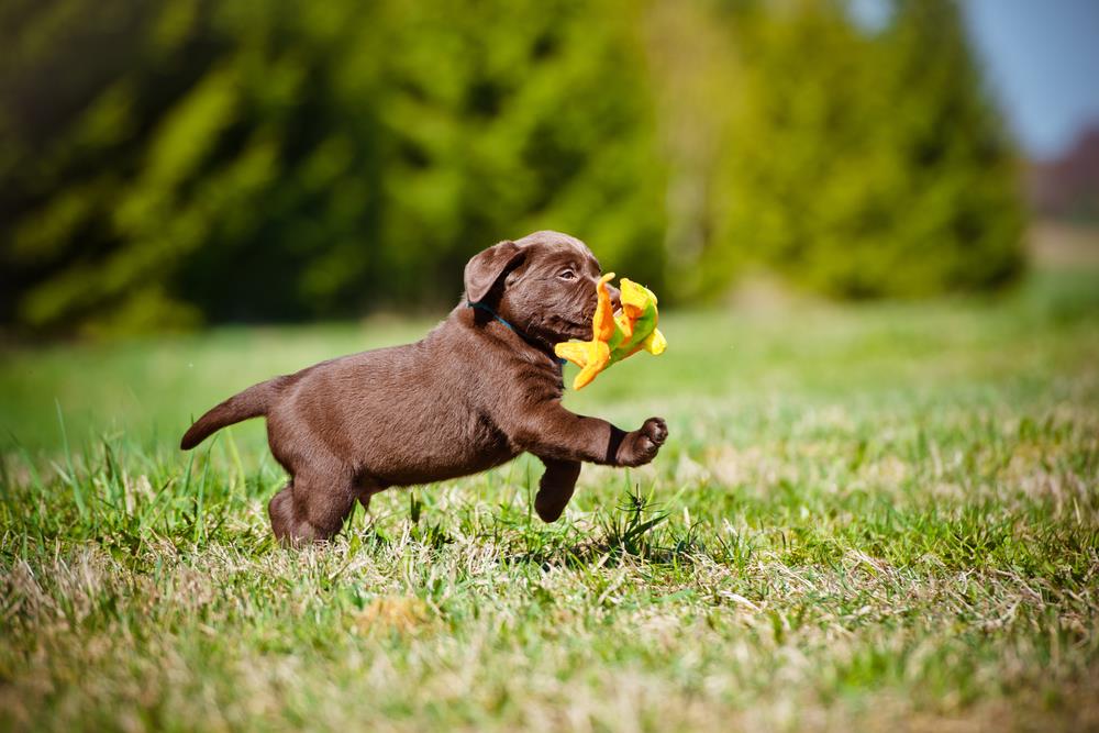 Download Chocolate Or Brown Labrador Puppy Wallpaper - Chocolate Lab Puppies  - 1000x667 Wallpaper 