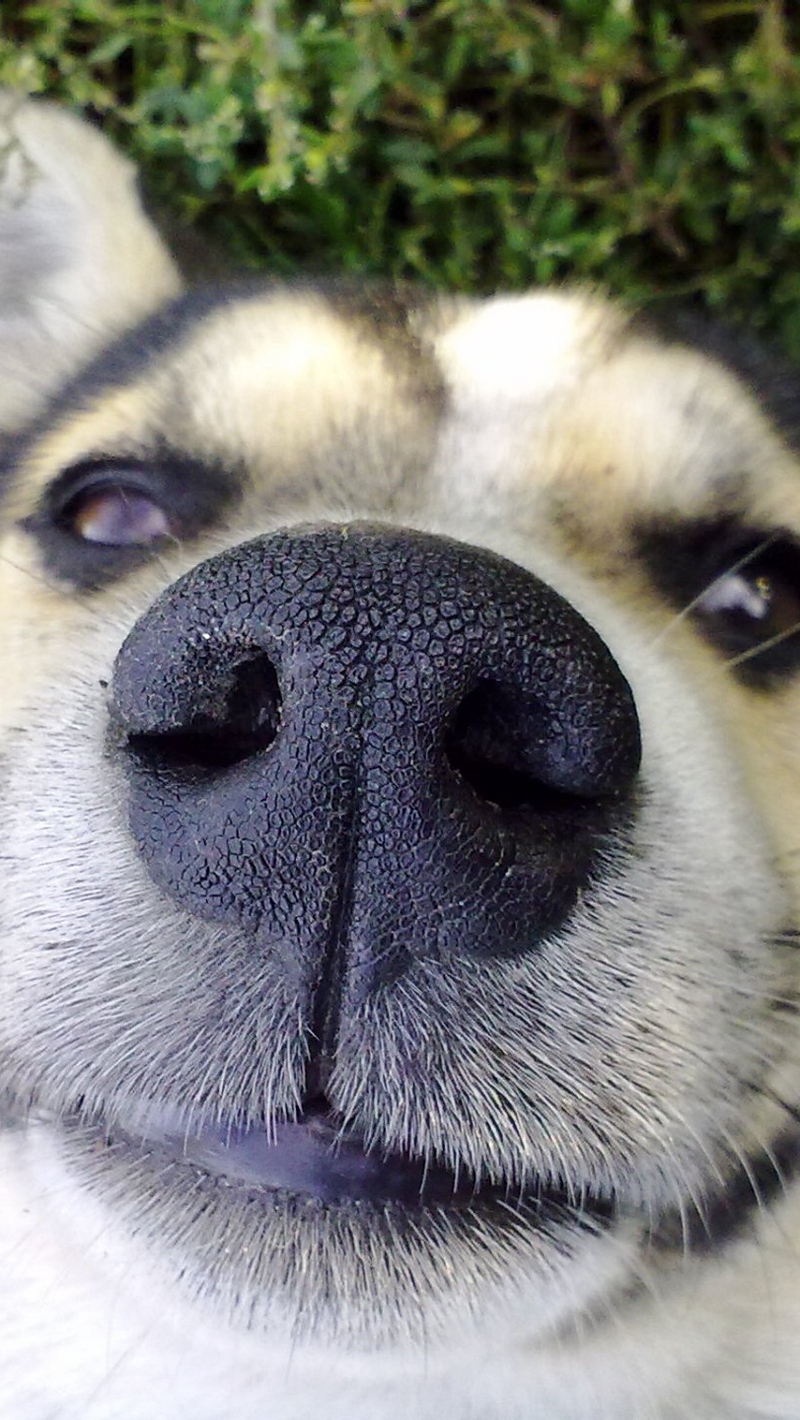 Wallpaper Dog, Nose, Face, Cute - Dog Nose Cute - HD Wallpaper 