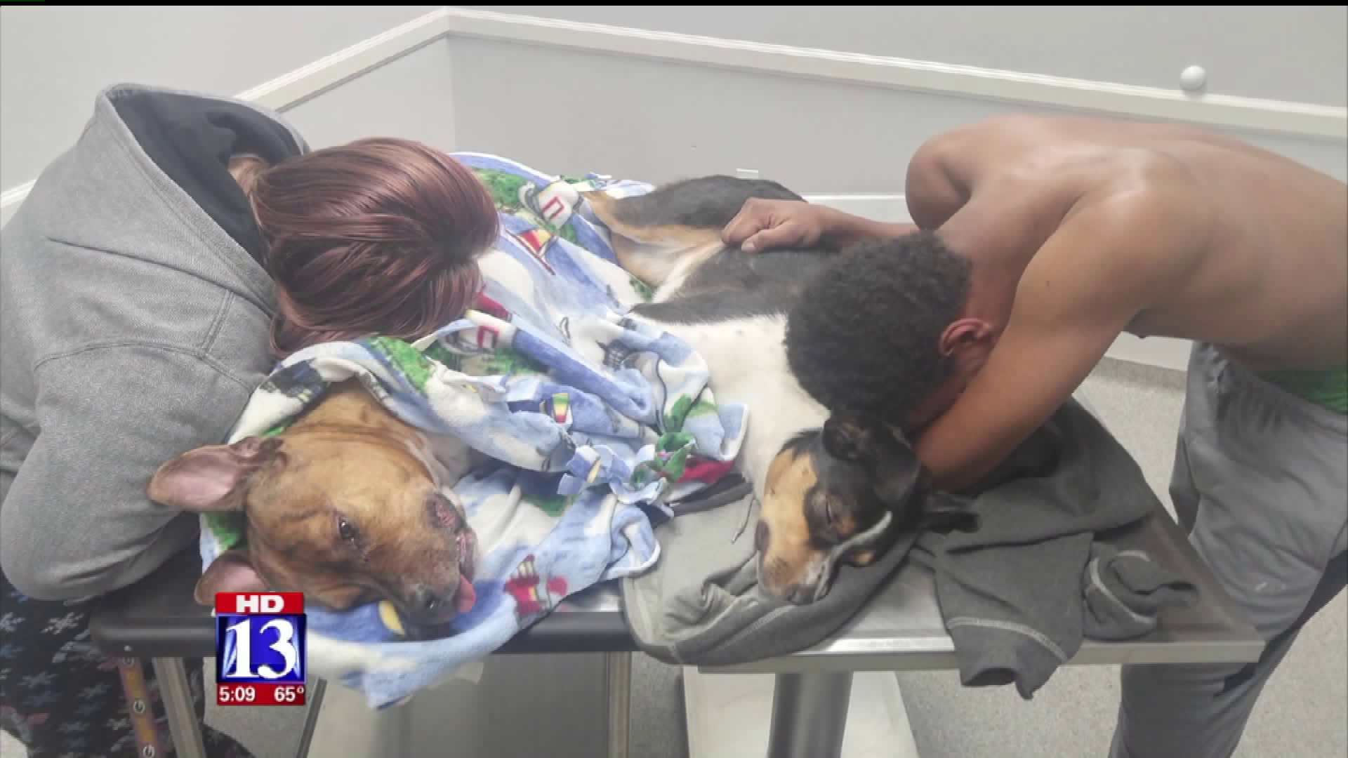 Items - [0] - Videotitle - Dogs Put Down - HD Wallpaper 