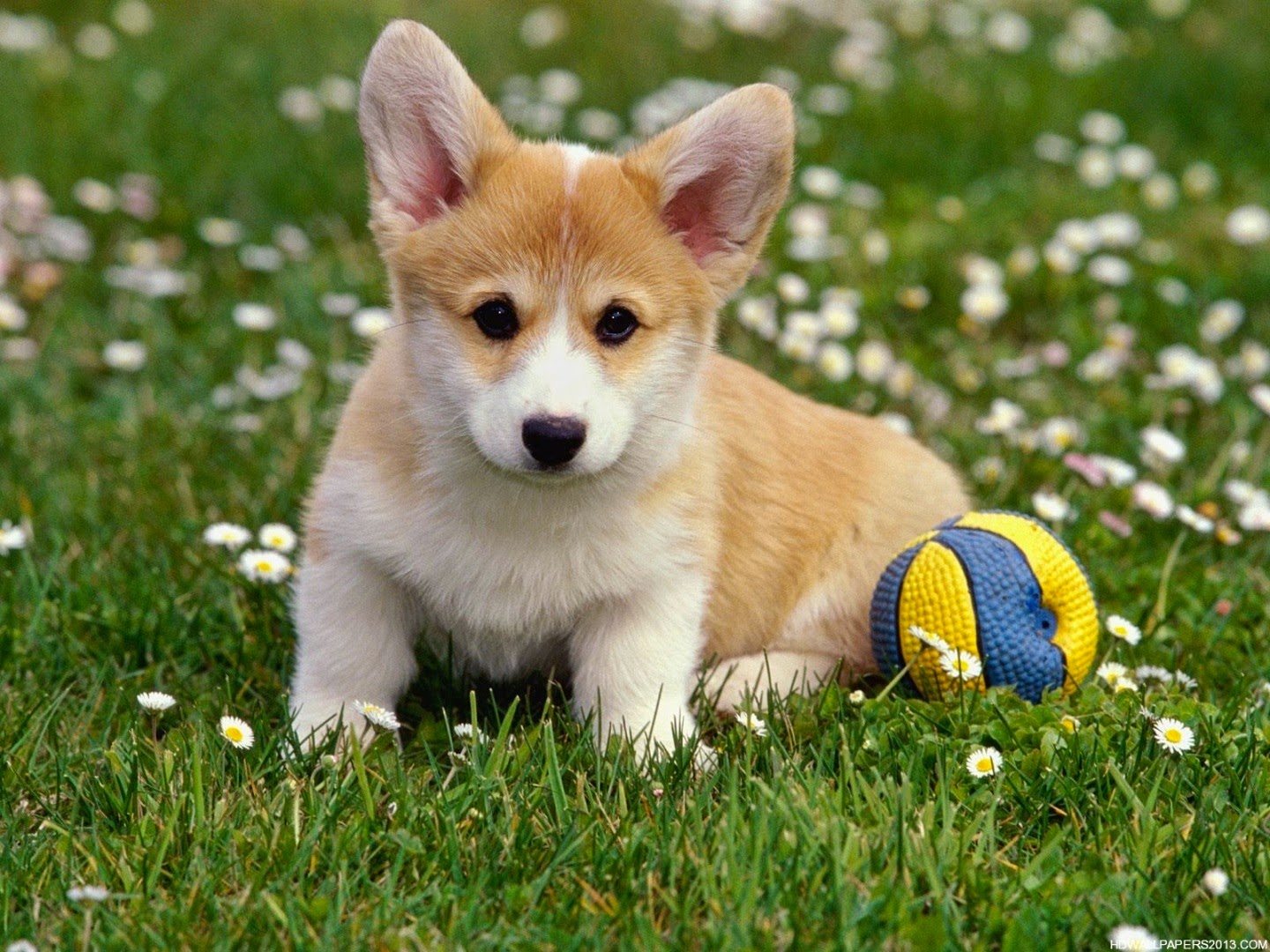 Cute Corgi Puppies - HD Wallpaper 