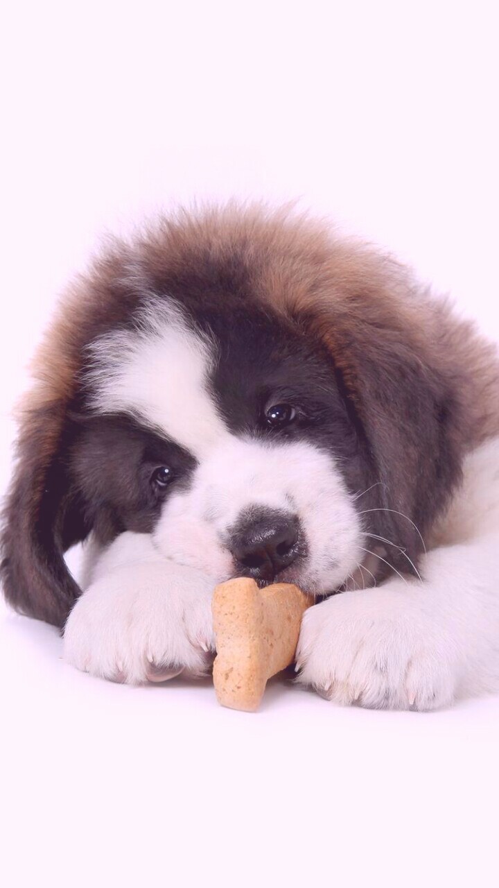 Dogs Image - St. Bernard - HD Wallpaper 