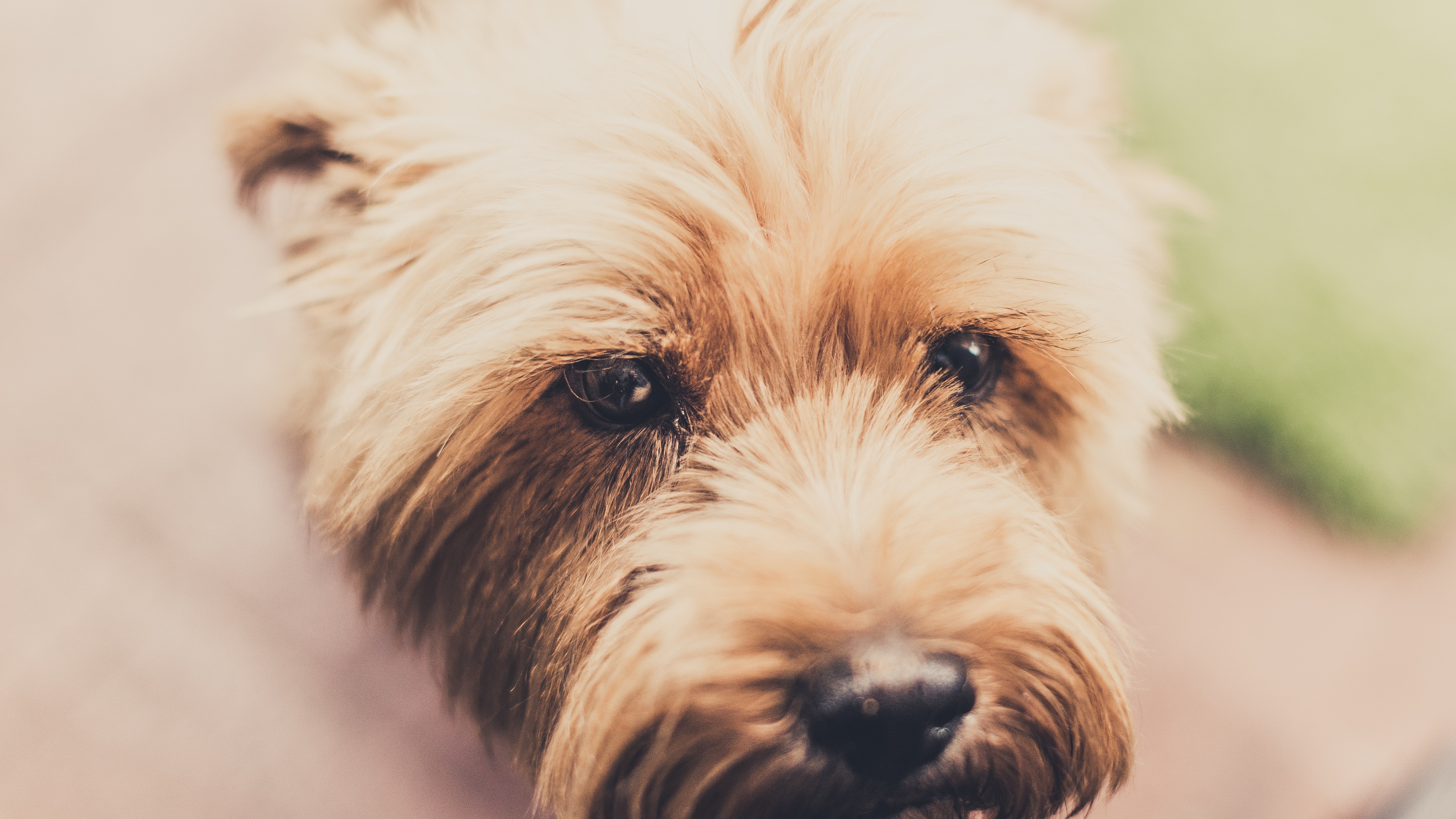 Cute Dog Puppy 5k Wallpaper - Cytaty O Psach - HD Wallpaper 