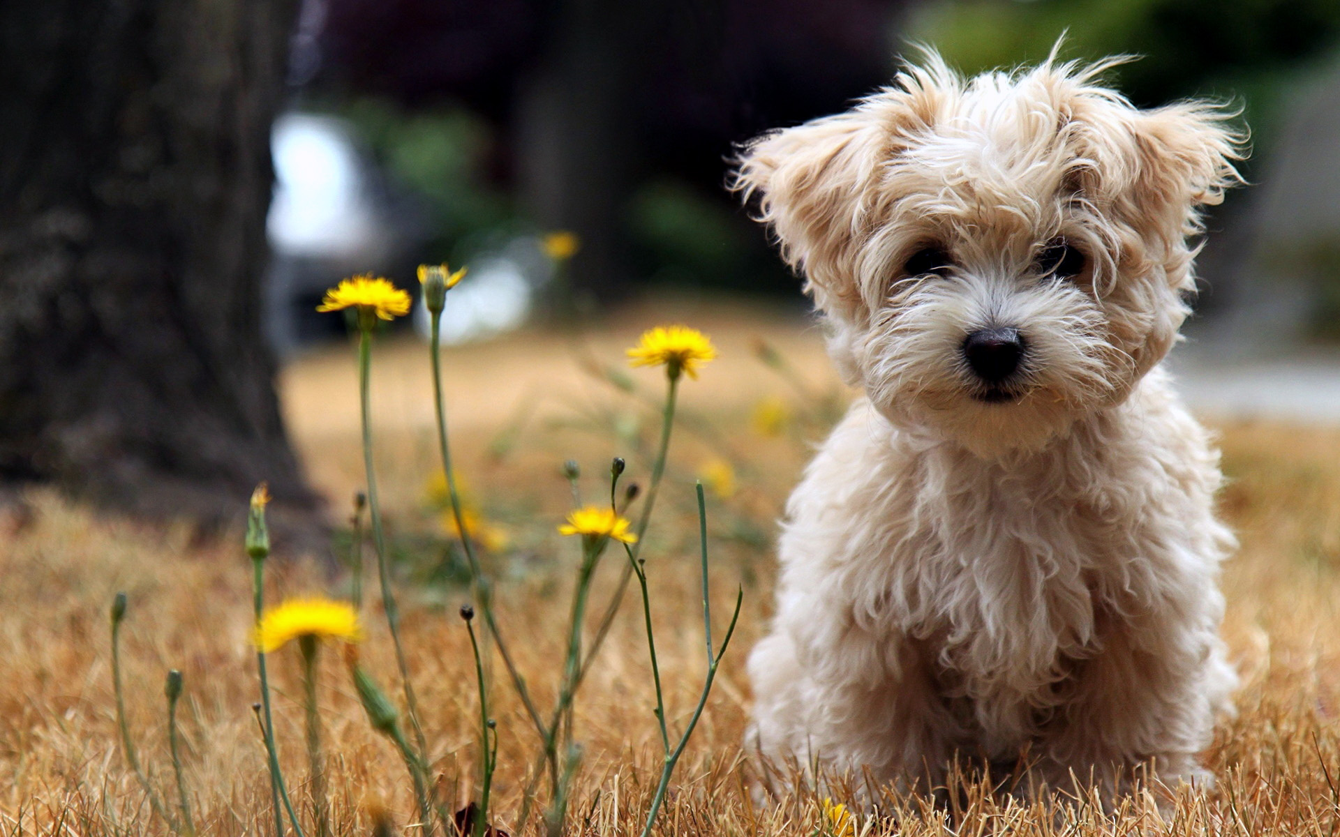 Cute Dog Animals Mobile Wallpaper - Dog Wallpaper Desktop - HD Wallpaper 
