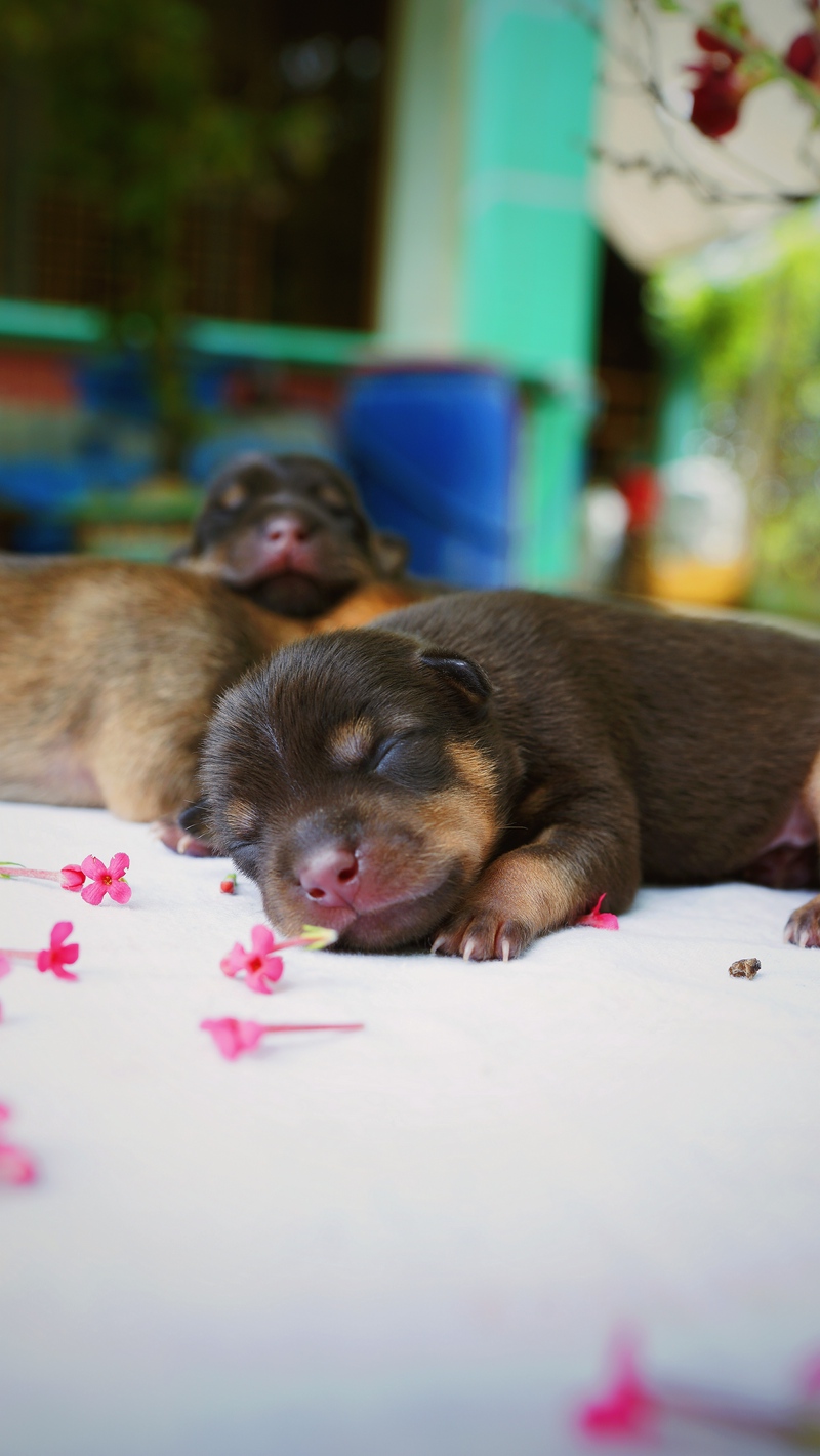 Wallpaper Puppy, Dog, Sleeping, Cute - Puppy - HD Wallpaper 